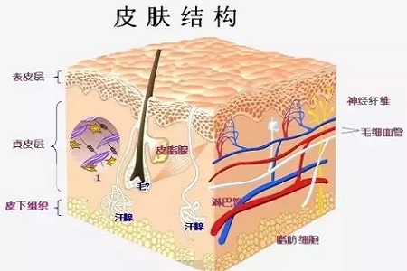 為什么瘦人也會有“肥胖紋”？