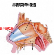 隆鼻術(shù)醫(yī)院哪些專(zhuān)業(yè)靠譜，鼻中隔軟骨隆鼻價(jià)格是多少